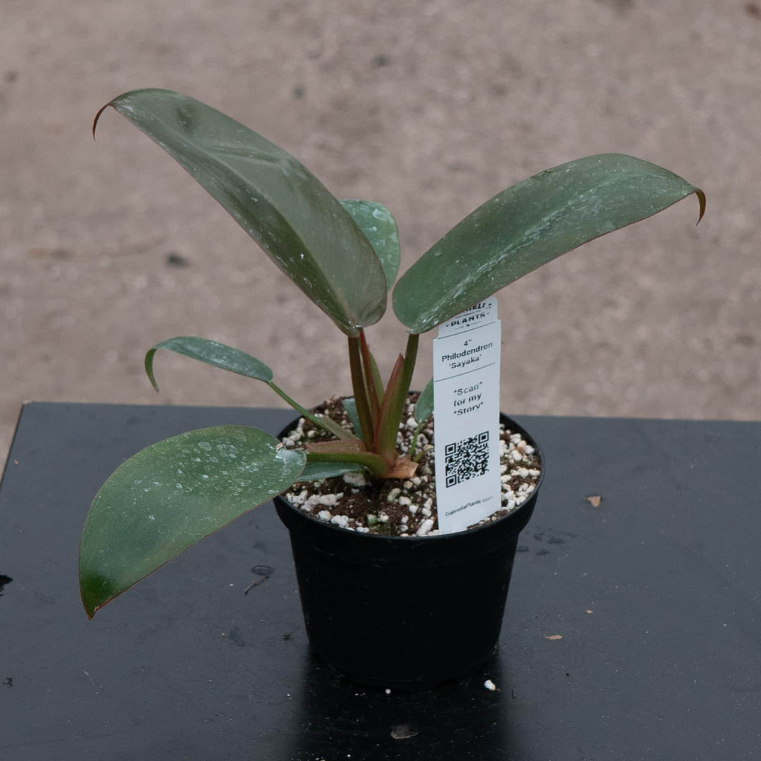 wholesale philodendron plugs Philodendron 'Sayaka'