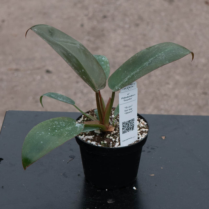 Gabriella Plants Philodendron Hybrid 4" Philodendron ‘Sayaka’