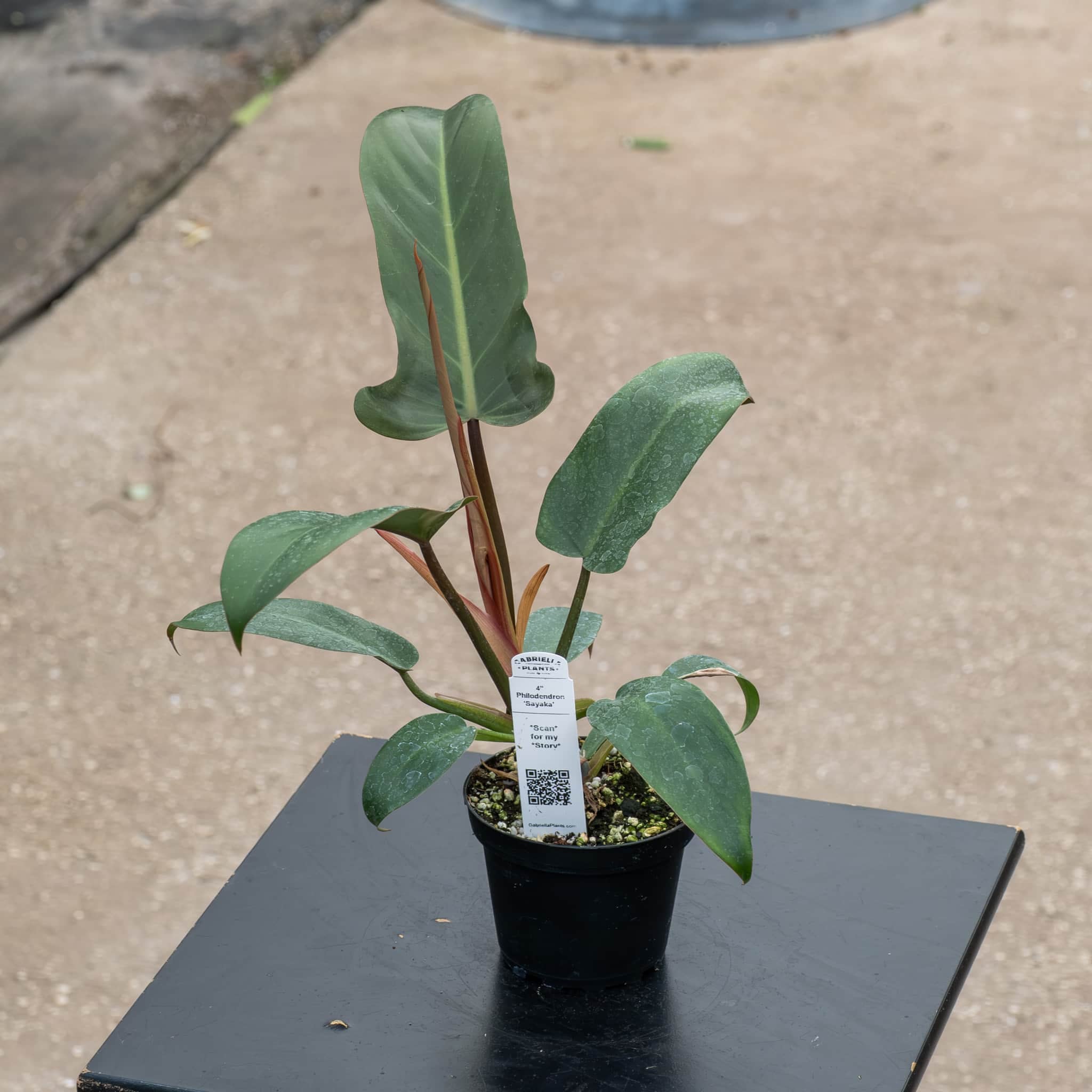 Philodendron 'Sayaka' - Gabriella Plants