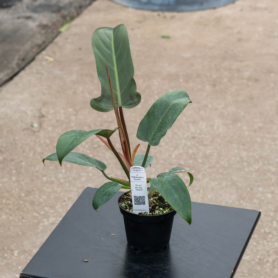 Gabriella Plants Philodendron Hybrid 4" Philodendron ‘Sayaka’