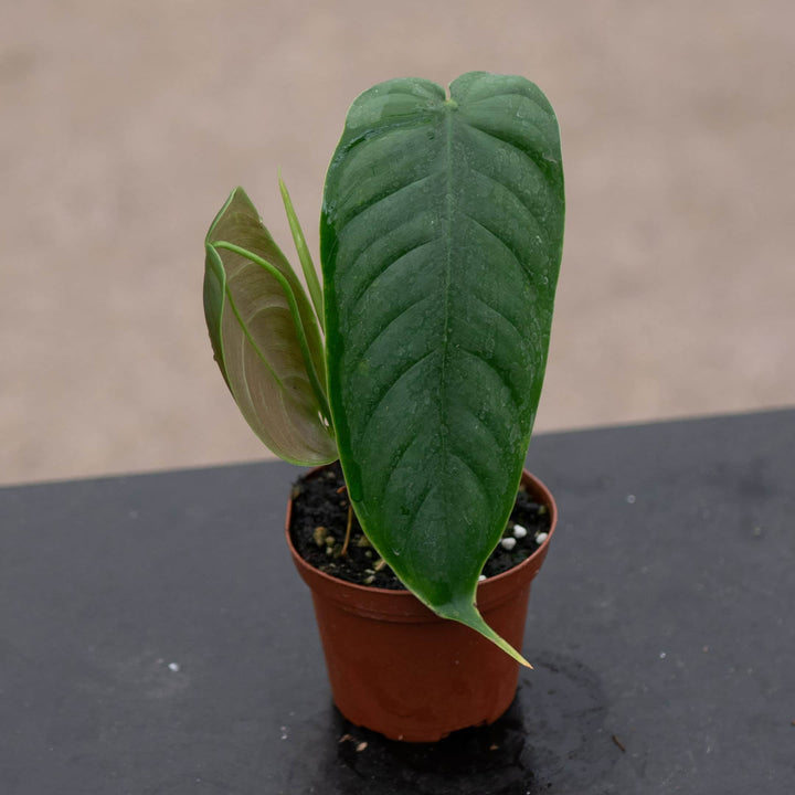 Gabriella Plants Philodendron 3" Philodendron sharoniae aff.