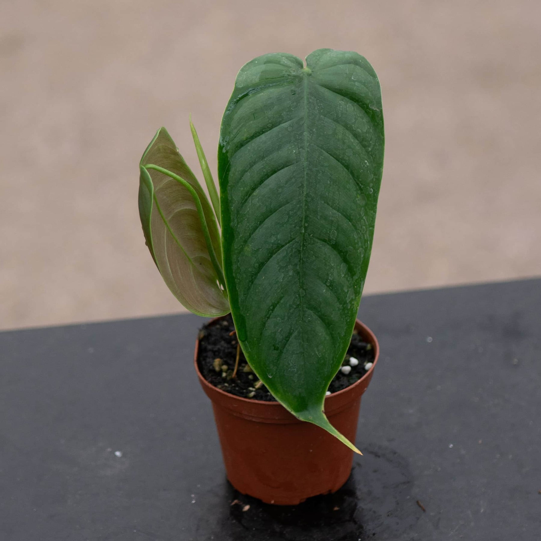 philodendron sharoniae Philodendron sharoniae aff
