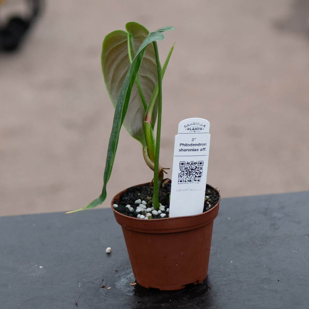 sharoniae philodendron Philodendron sharoniae aff