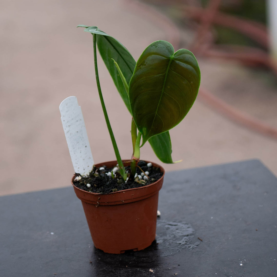 philodendron starters Philodendron sharoniae aff