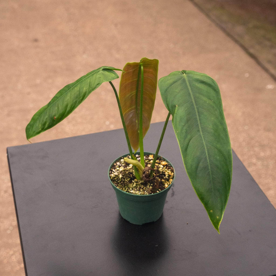 Gabriella Plants Philodendron 3" Philodendron sharoniae aff.