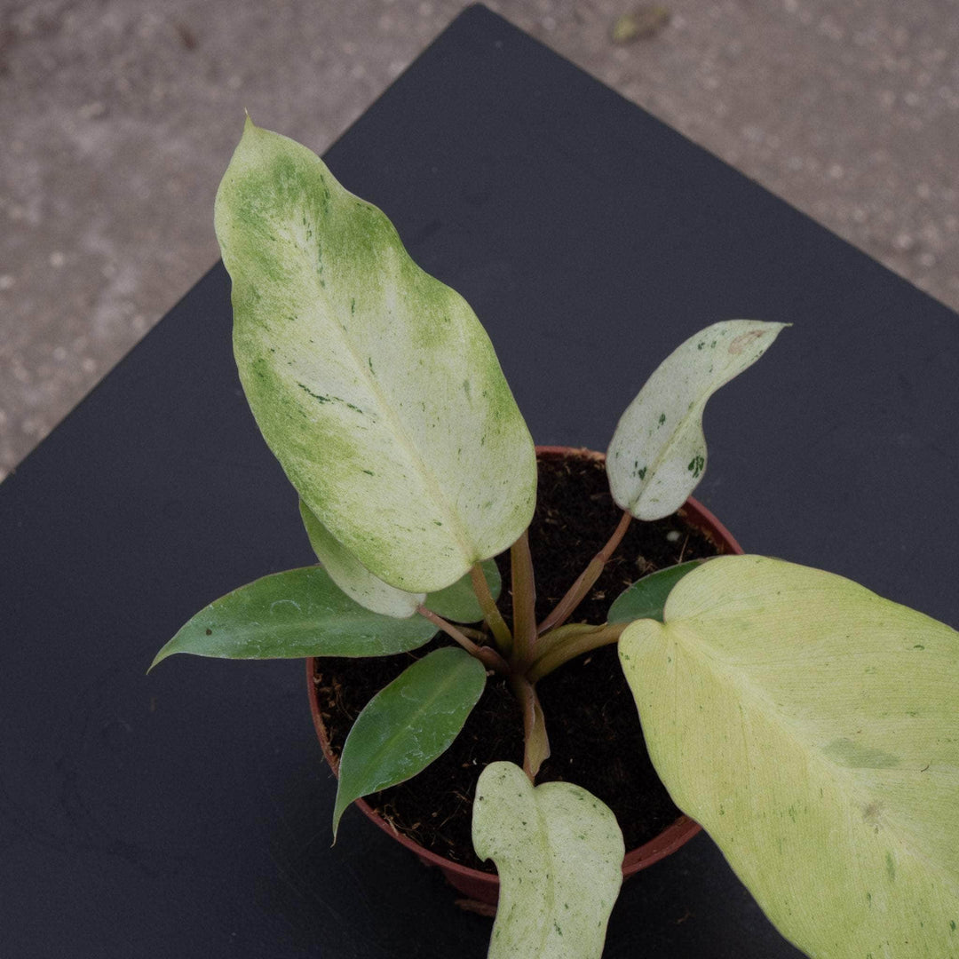 Gabriella Plants Philodendron 4" Philodendron 'Snowdrift'