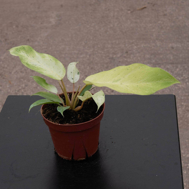 Gabriella Plants Philodendron 4" Philodendron 'Snowdrift'