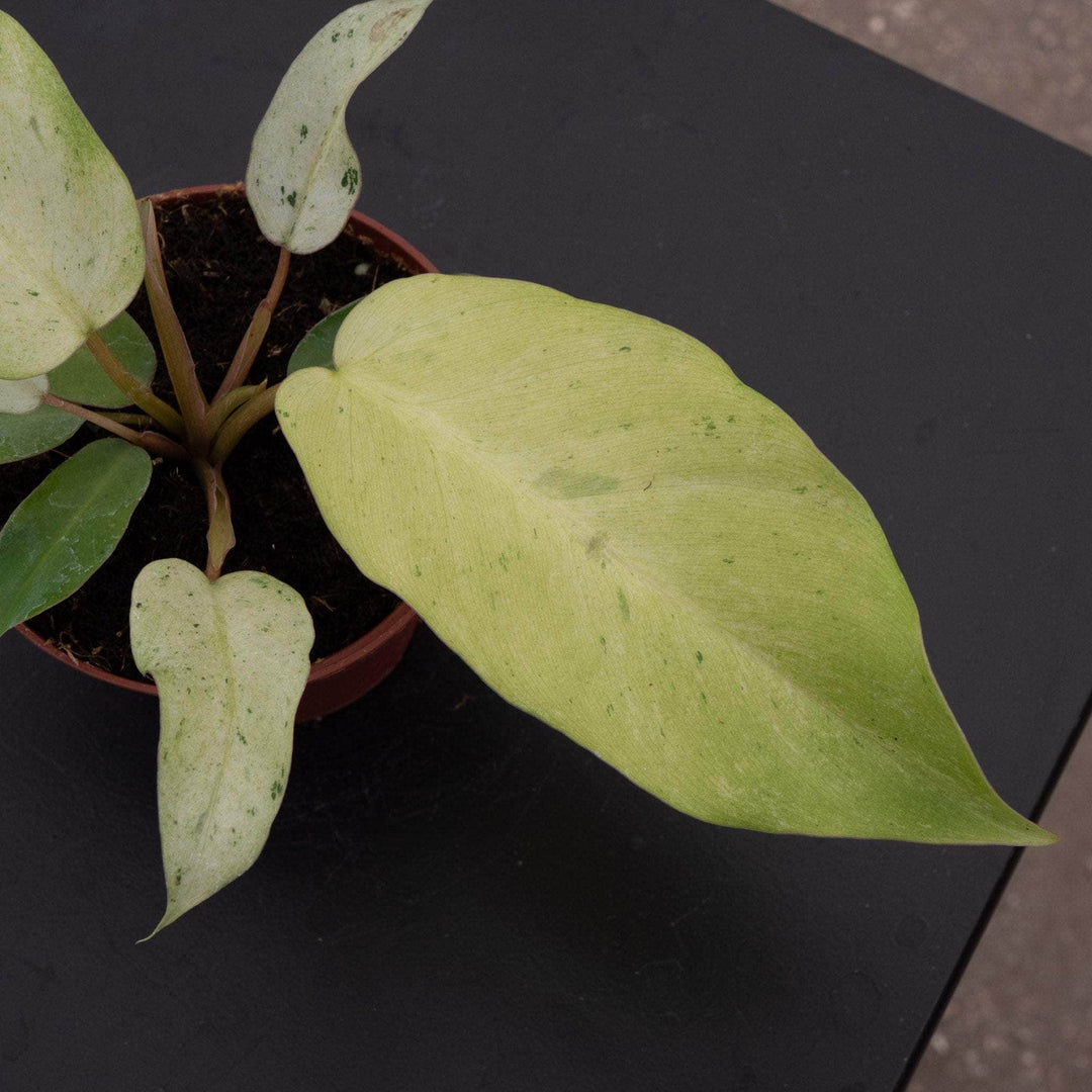 Gabriella Plants Philodendron 4" Philodendron 'Snowdrift'