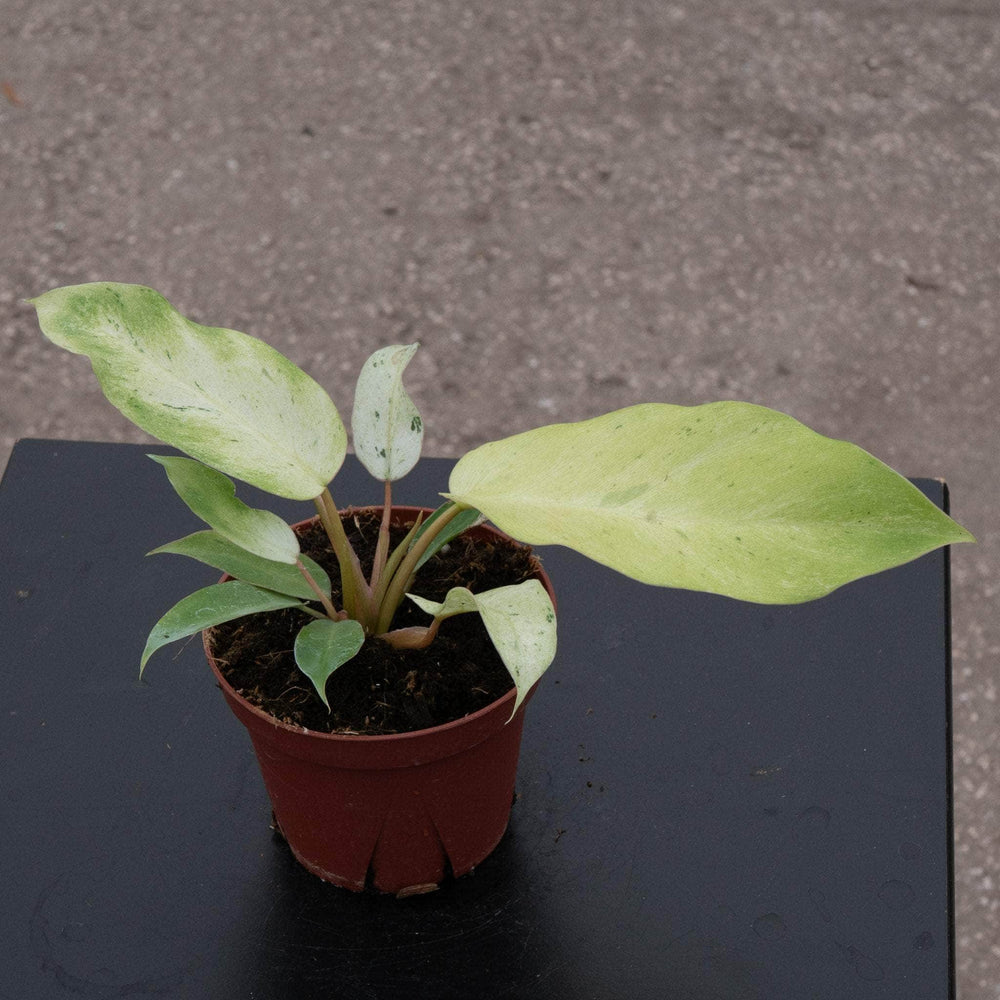 philodendron snow drift Philodendron 'Snowdrift'