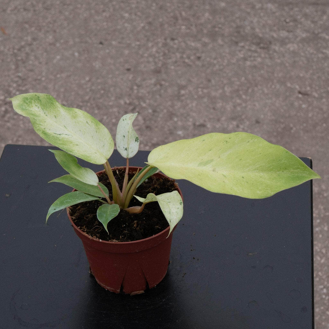 Gabriella Plants Philodendron 4" Philodendron 'Snowdrift'