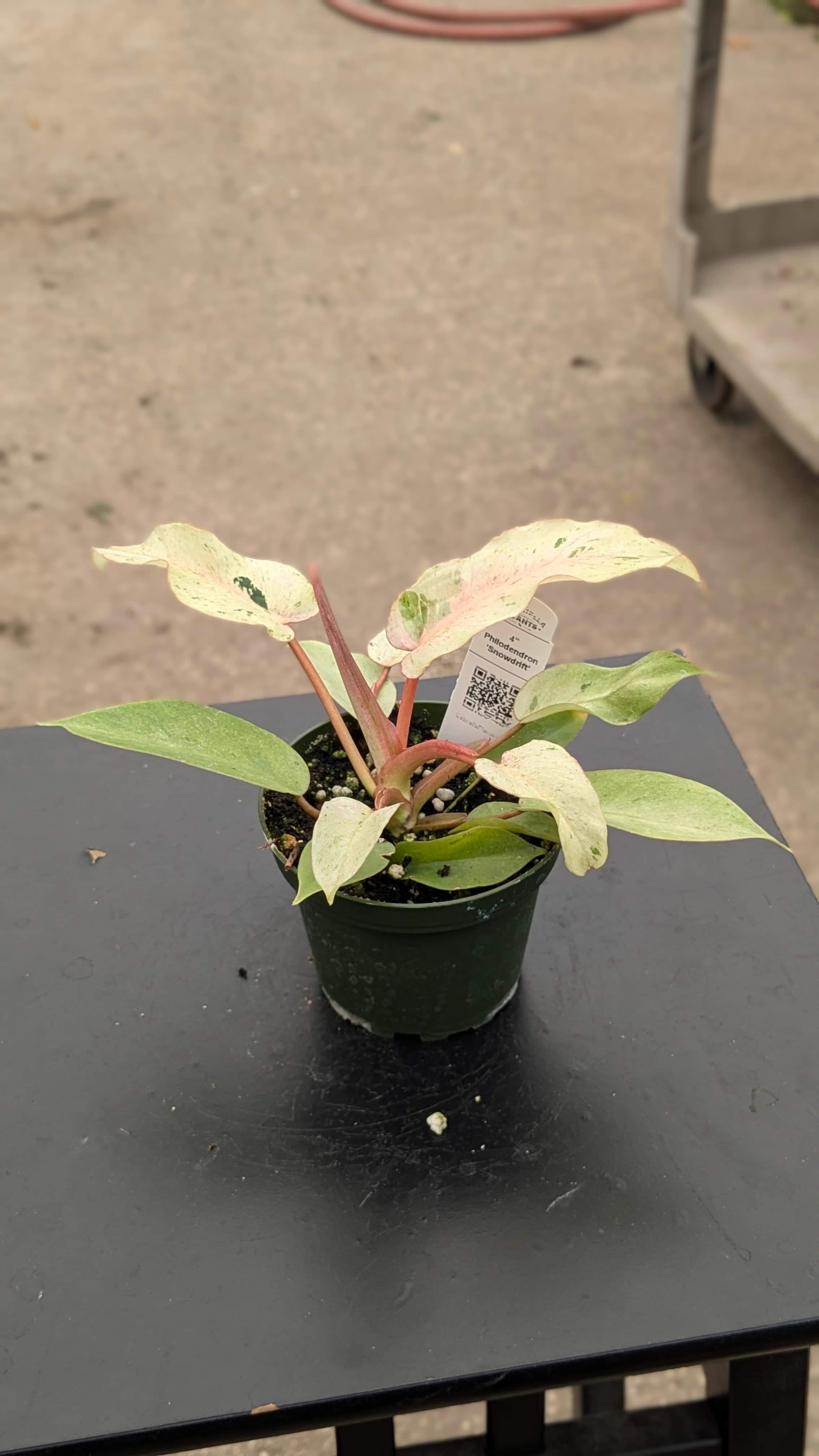 snowdrift philodendron care Philodendron 'Snowdrift'