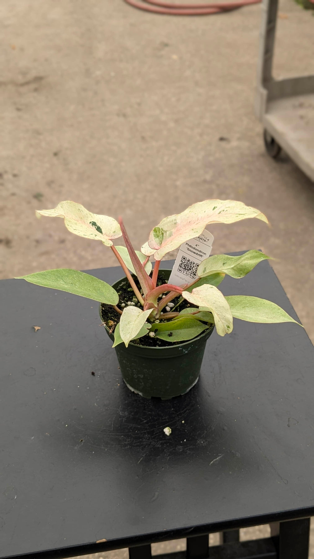 philodendron snow white Philodendron 'Snowdrift'