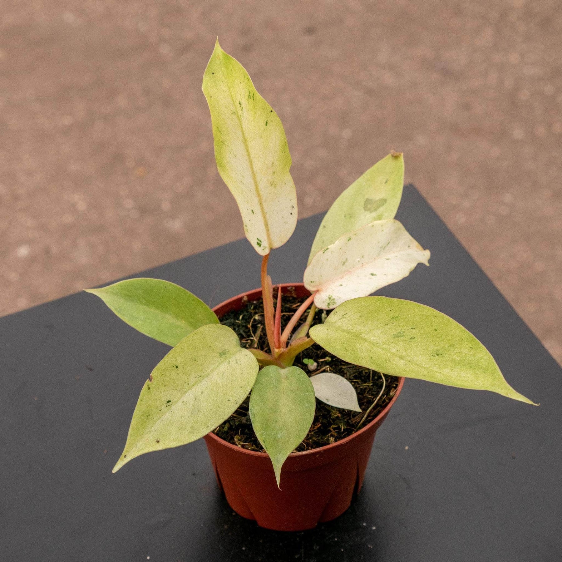 Philodendron 'Snowdrift' - Gabriella Plants