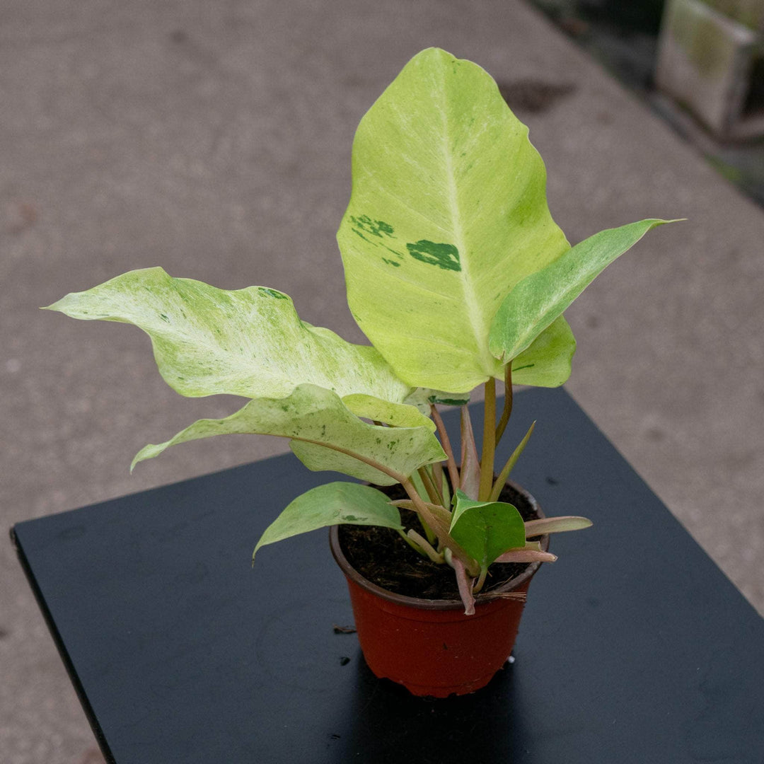 Philodendron 'Snowdrift' - Gabriella Plants