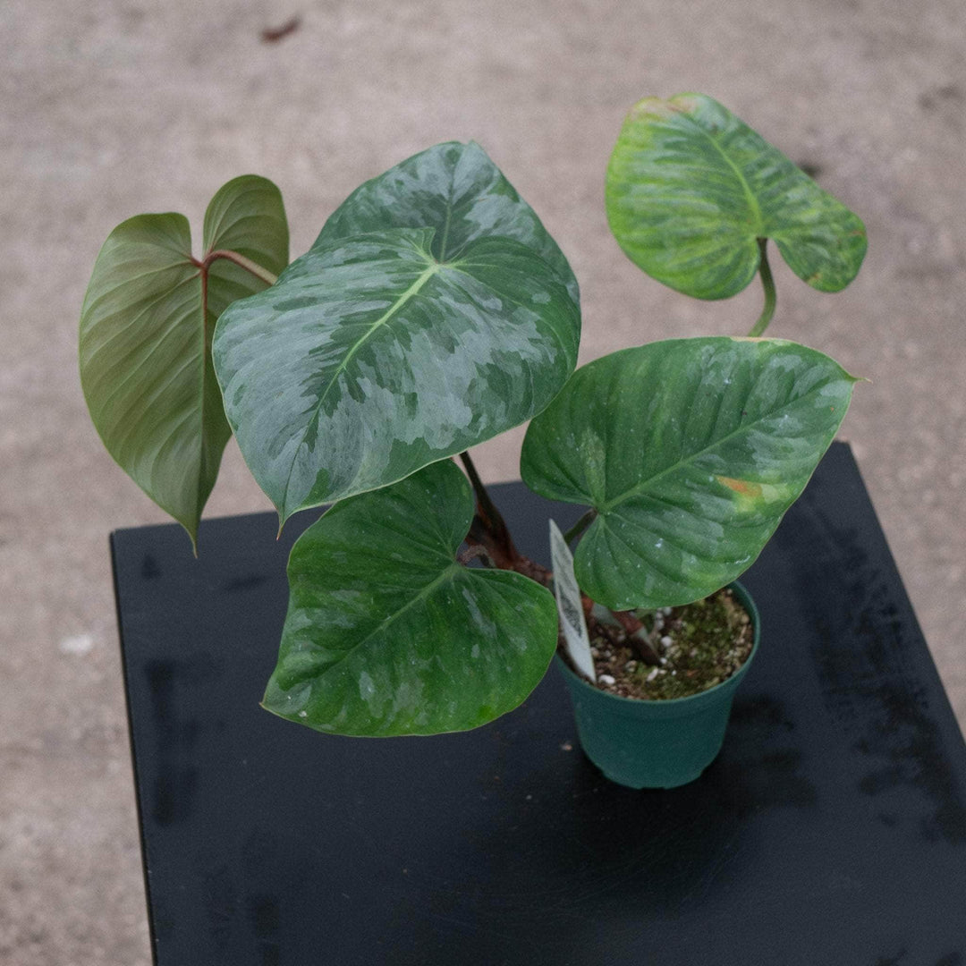 philodendron sidori Philodendron sodiroi