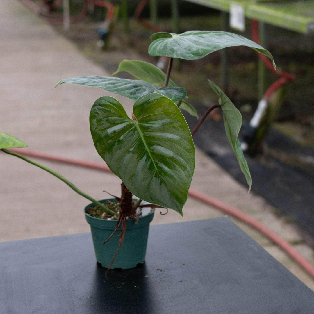 philodendron sodiroi mature Philodendron sodiroi