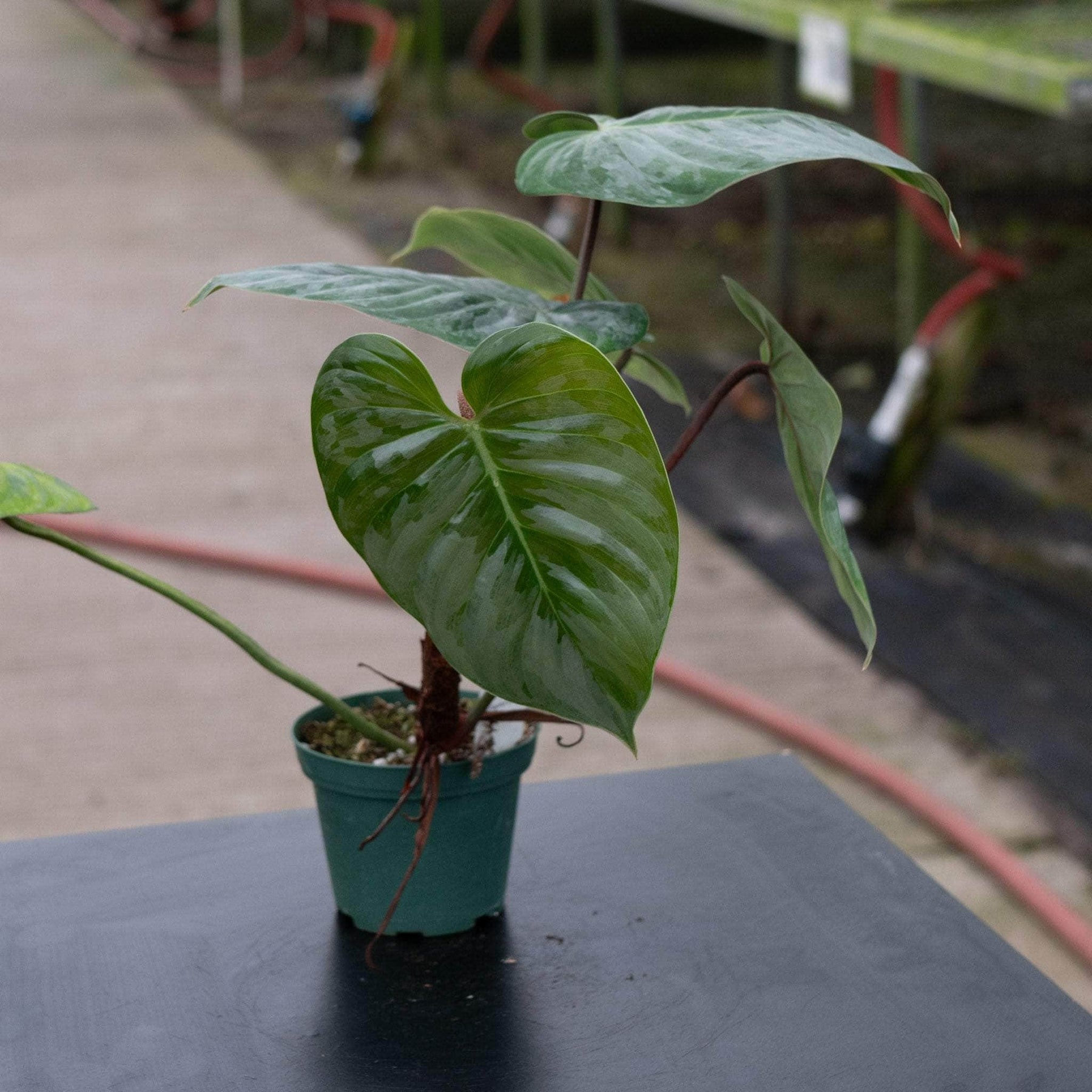 caring for an philodendron sodiroi Philodendron sodiroi
