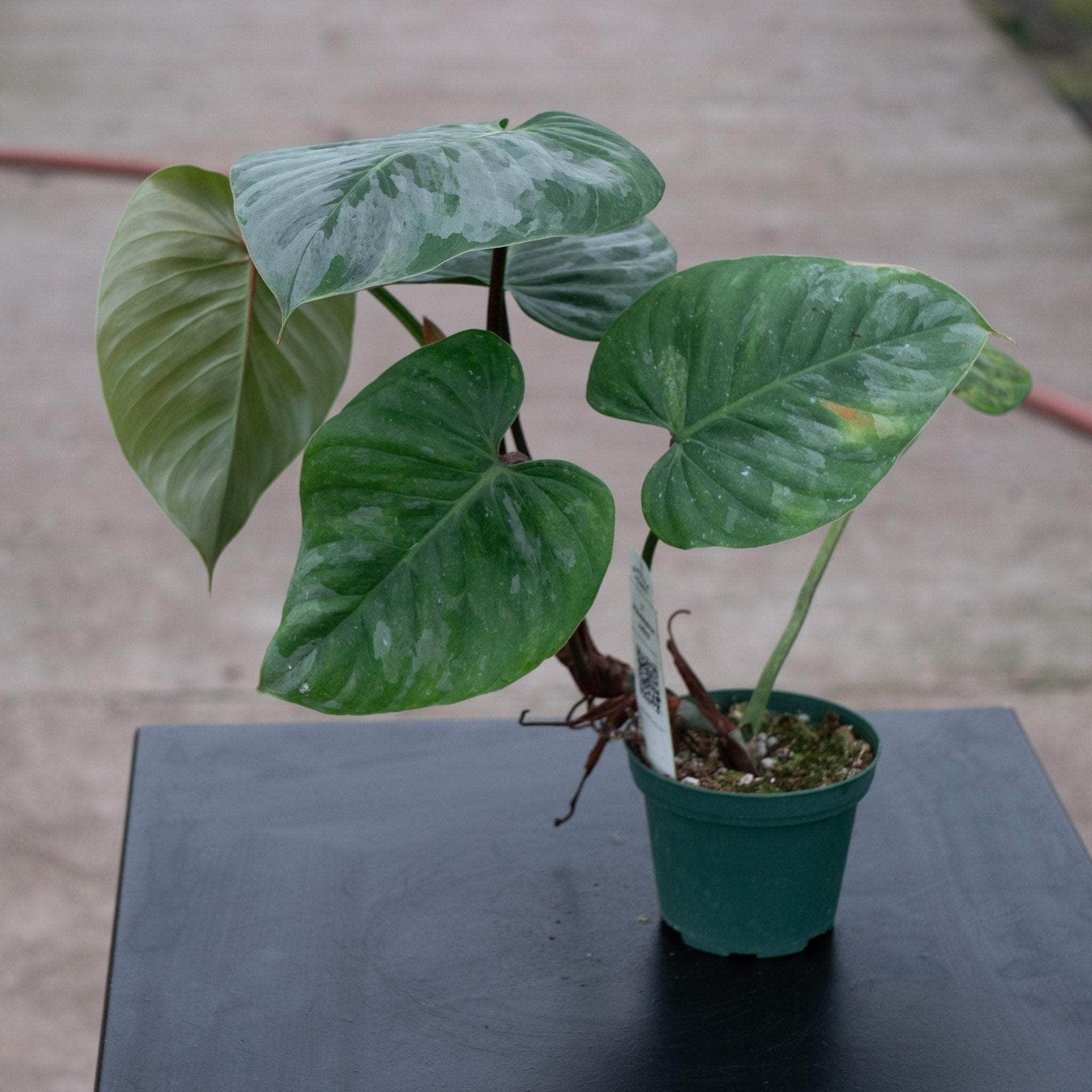 Philodendron sodiroi