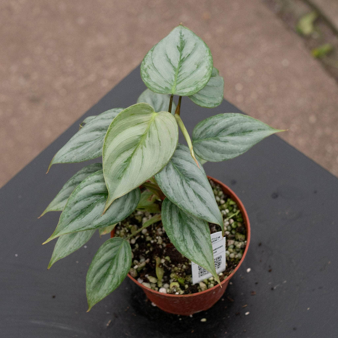 caring for an philodendron sodiroi Philodendron sodiroi