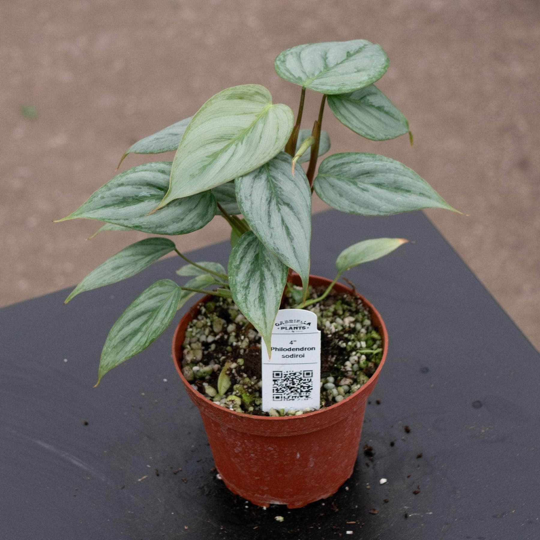 philodendron sodiroi mature Philodendron sodiroi