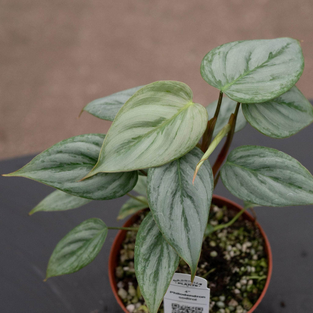 philodendron sodiroi aff care Philodendron sodiroi