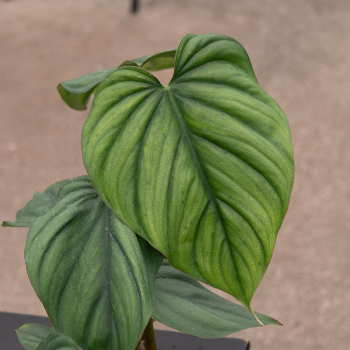 Gabriella Plants Philodendron Philodendron sp. Colombia