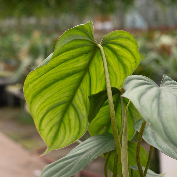 Gabriella Plants Philodendron Philodendron sp. Colombia