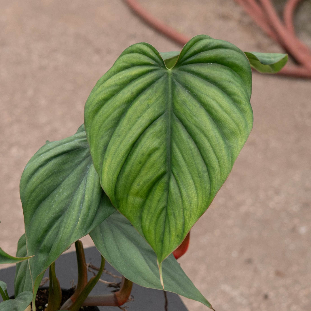 Gabriella Plants Philodendron Philodendron sp. Colombia