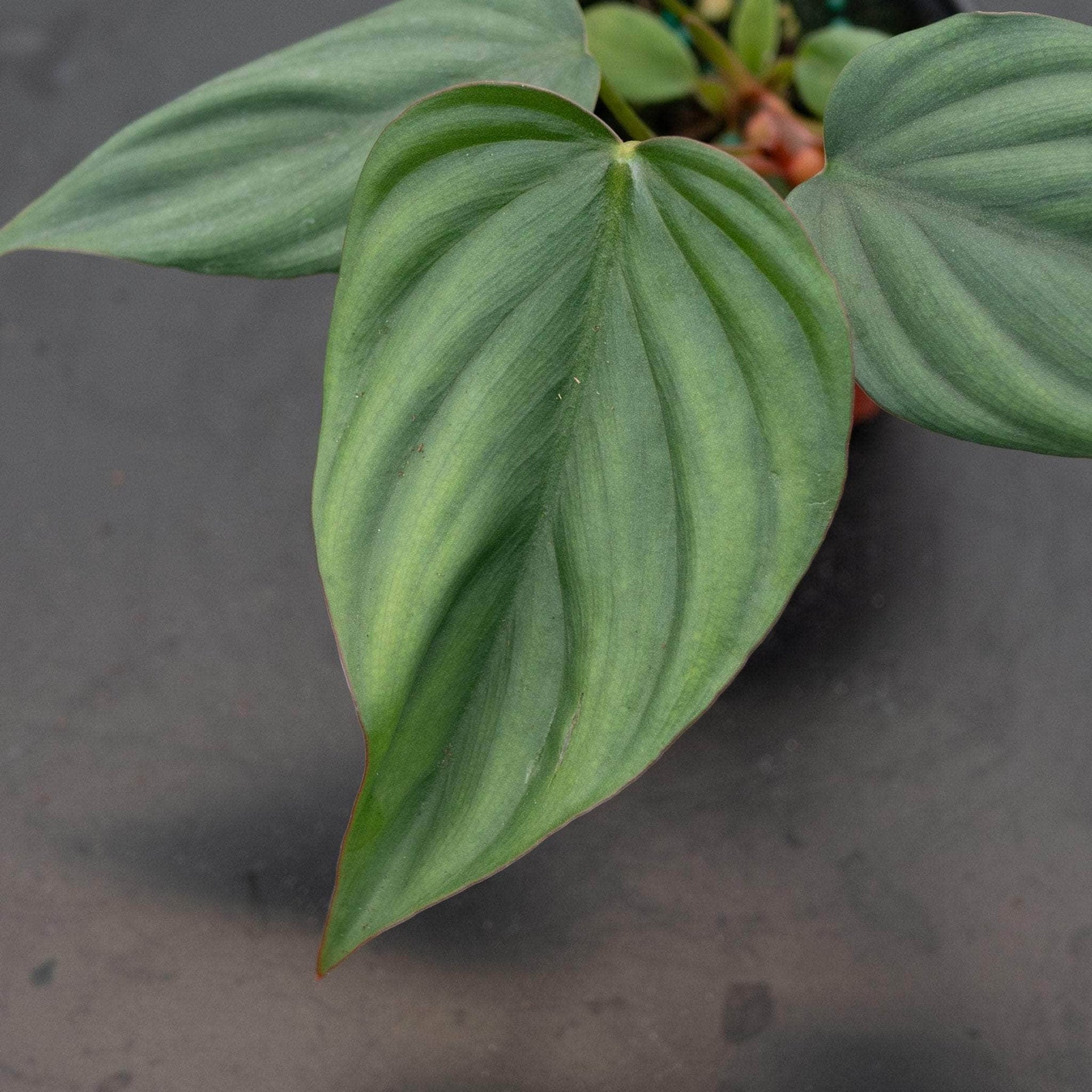 philodendron colombia Philodendron sp. Colombia