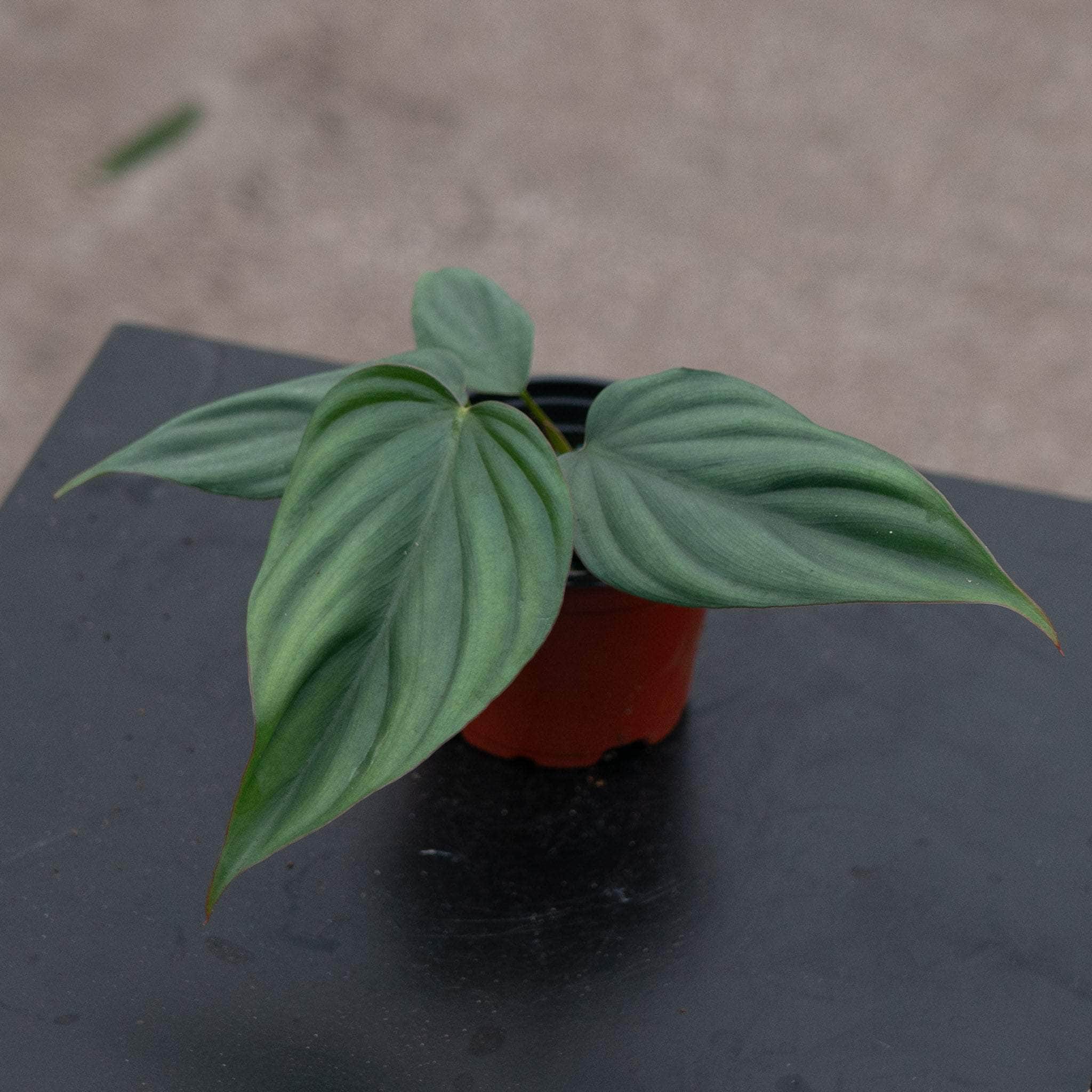 philodendron columbianum Philodendron sp. Colombia