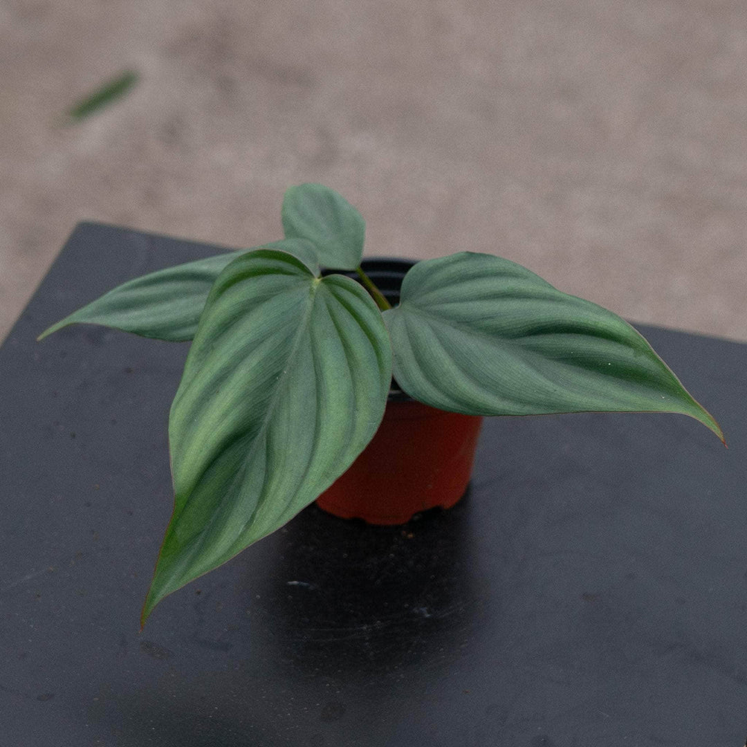 Gabriella Plants Philodendron 3" Philodendron sp. Colombia