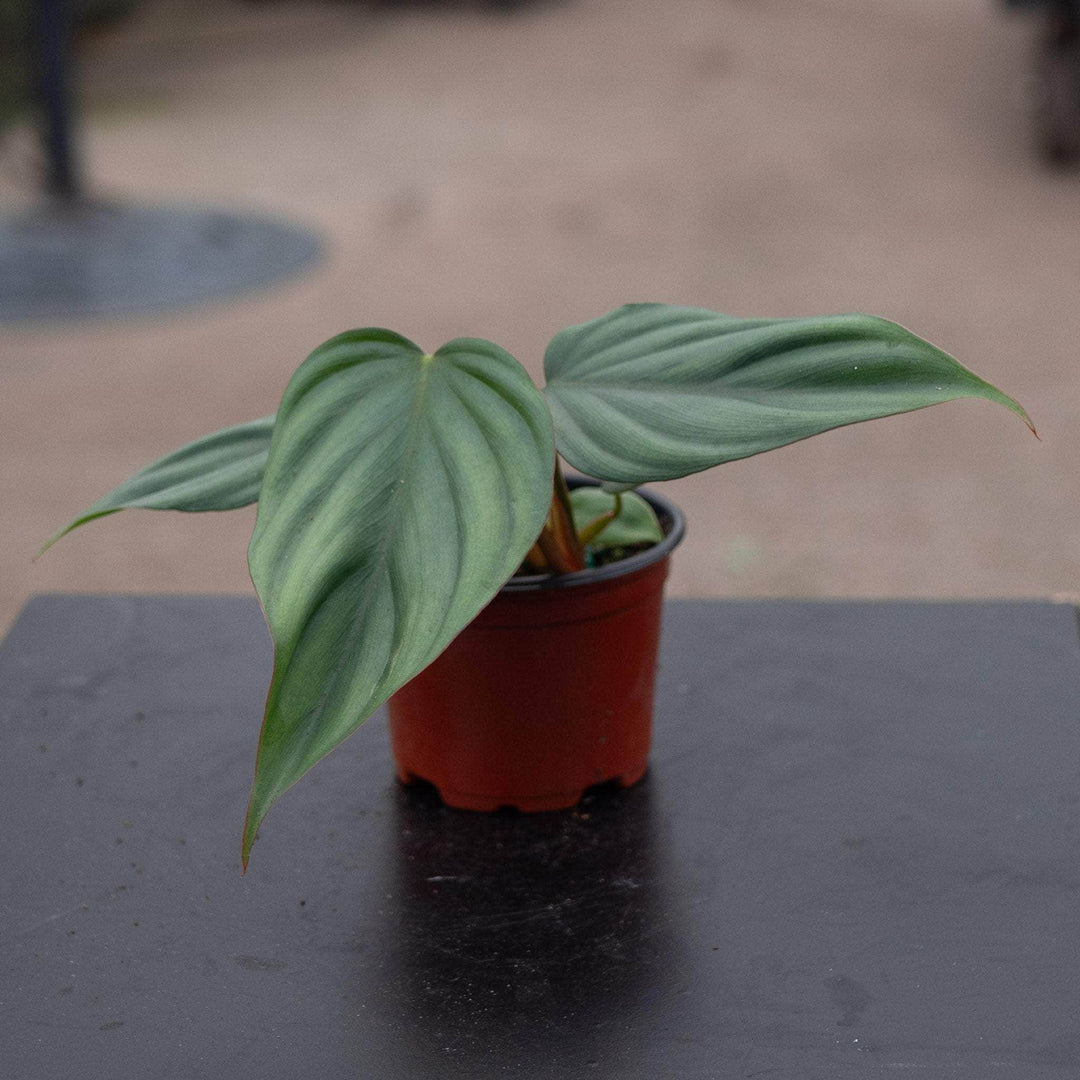 philodendron philodendron sp Philodendron sp. Colombia