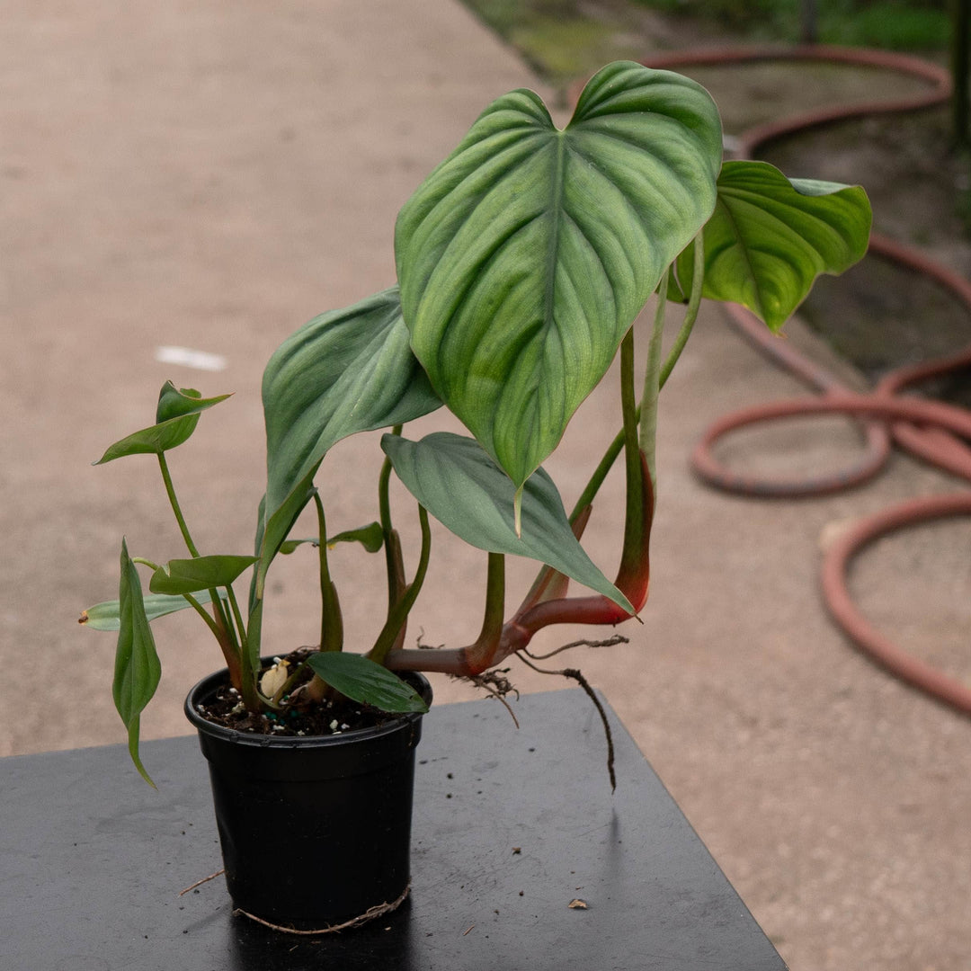 Gabriella Plants Philodendron 4” Philodendron sp. Colombia