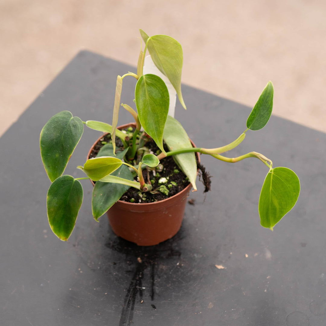 concerto for philodendron & Philodendron sp. 'Condor'