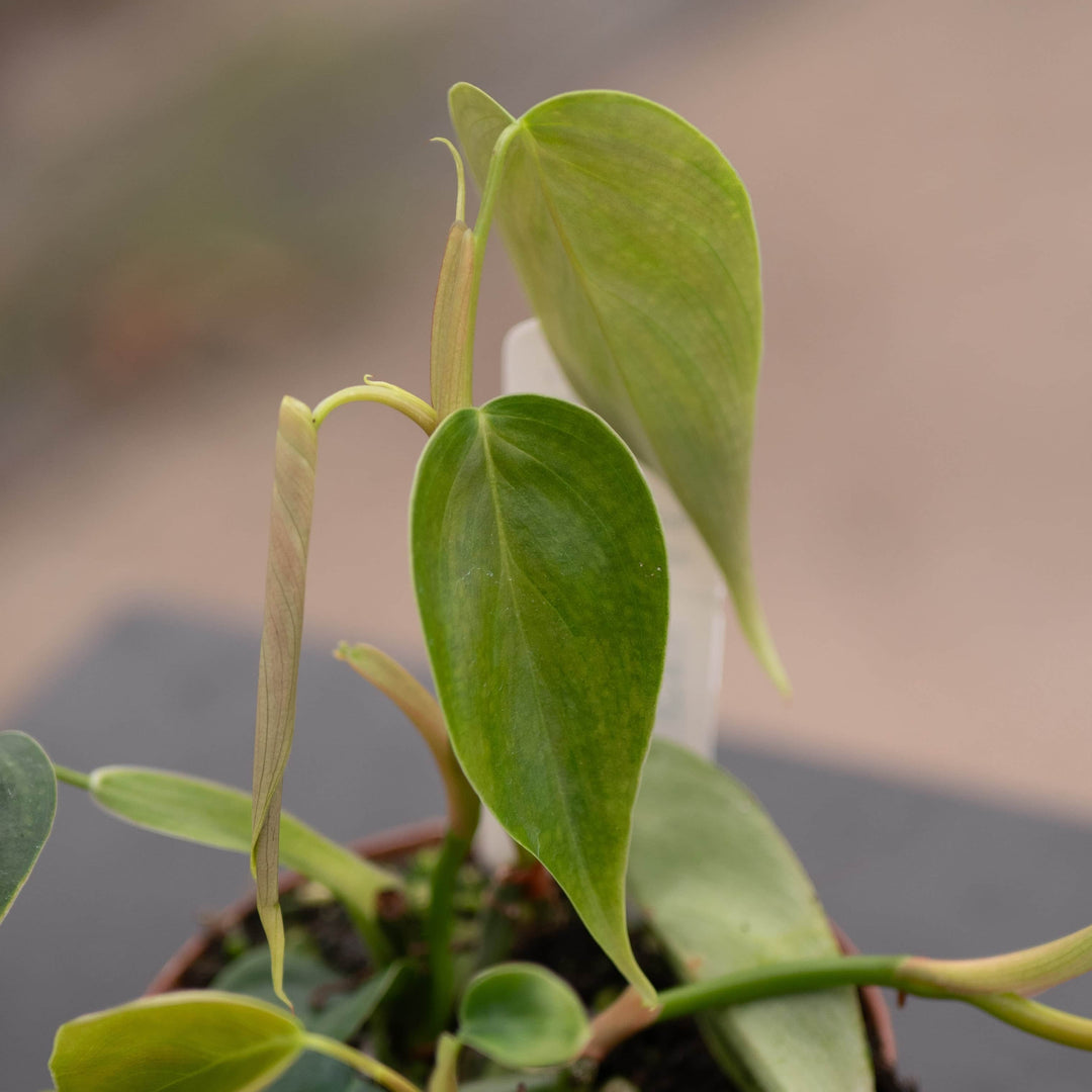 philodendron new growth Philodendron sp. 'Condor'