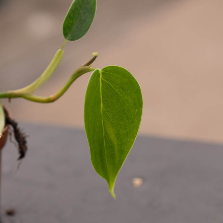 Gabriella Plants Philodendron 3" Philodendron sp. 'Condor'