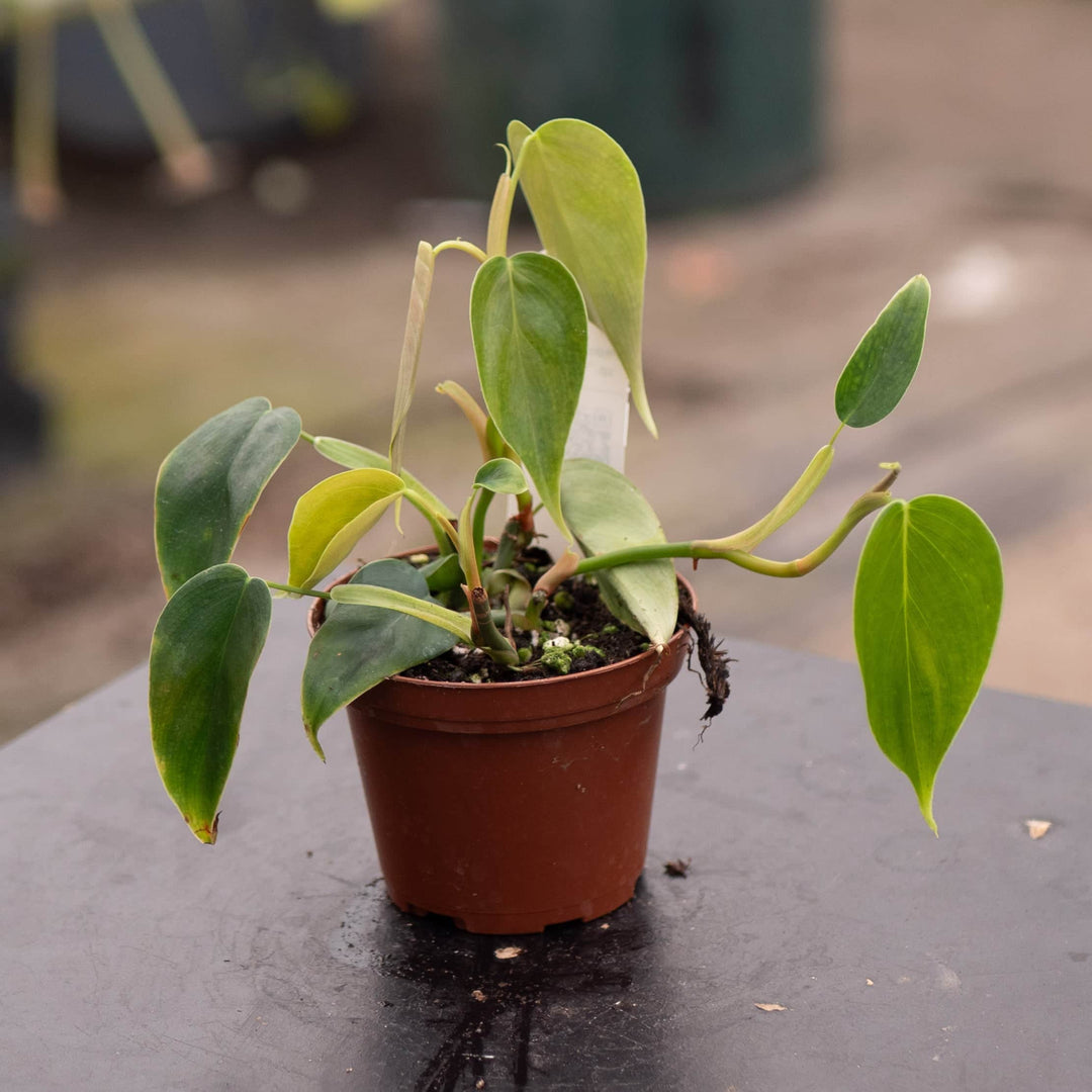 Gabriella Plants Philodendron 3" Philodendron sp. 'Condor'