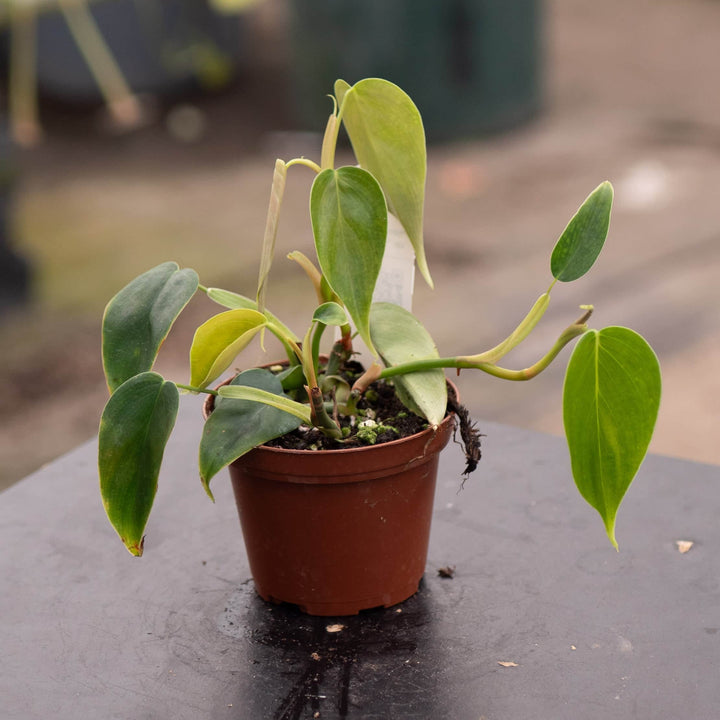 Gabriella Plants Philodendron 3" Philodendron sp. 'Condor'