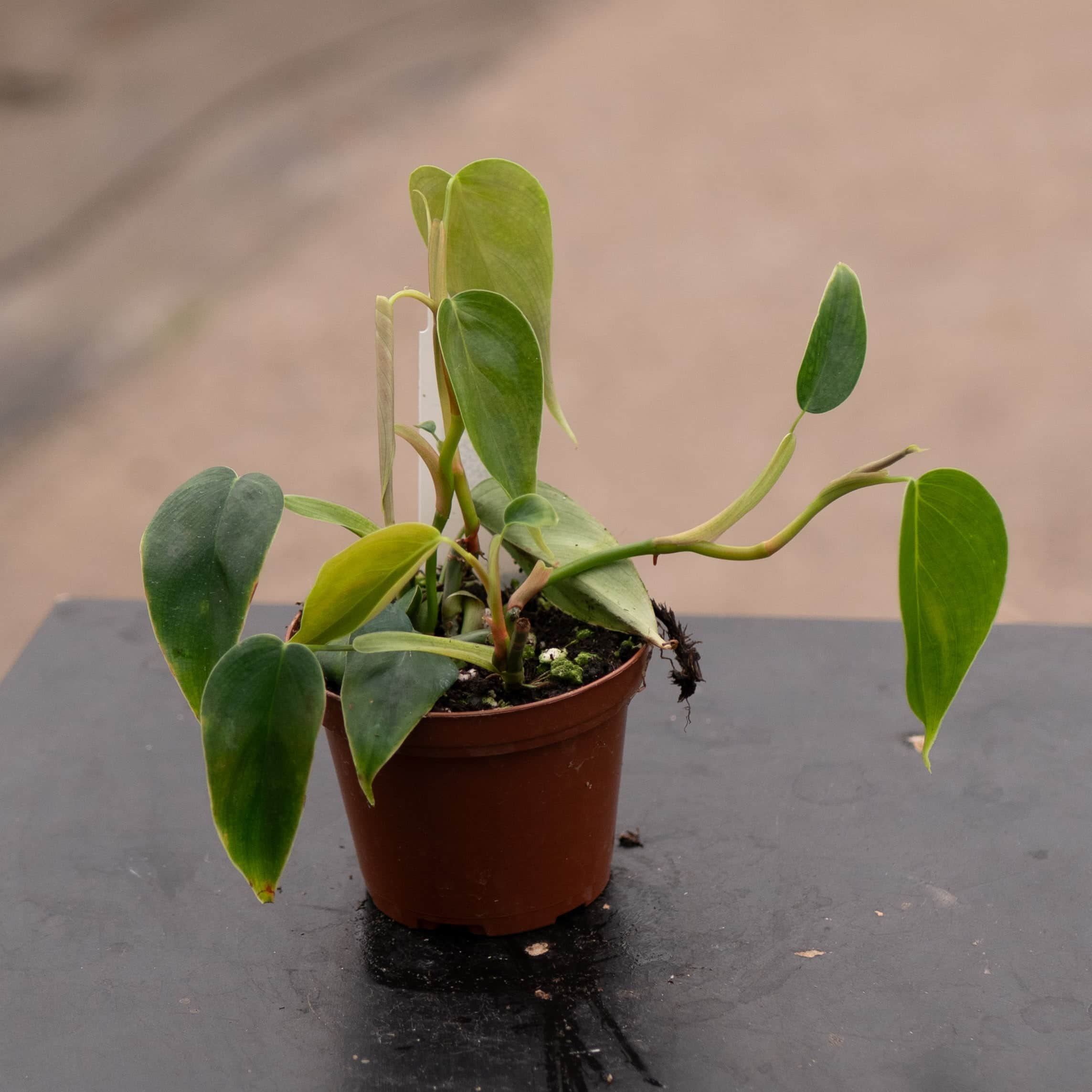 Philodendron sp. 'Condor'