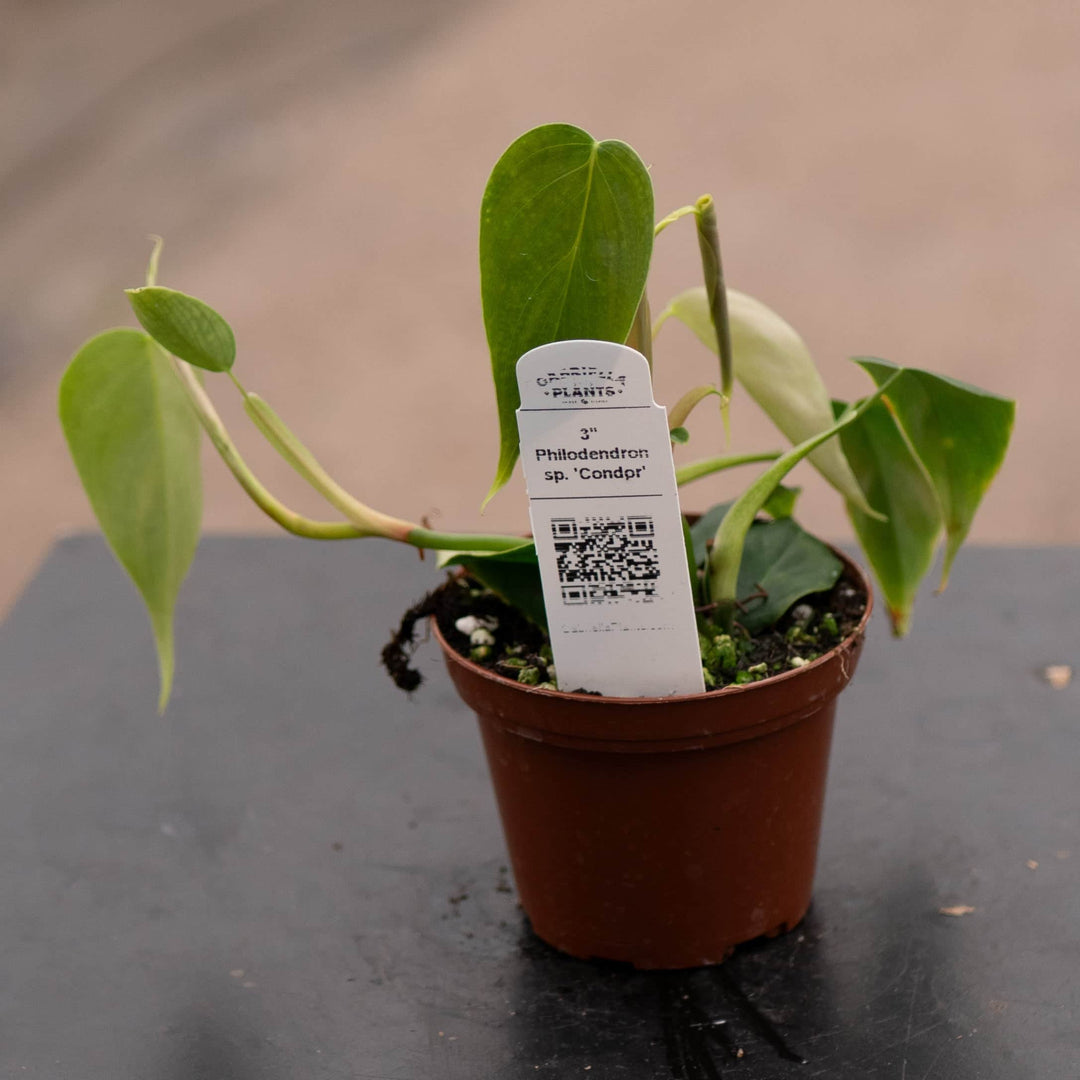 Gabriella Plants Philodendron 3" Philodendron sp. 'Condor'