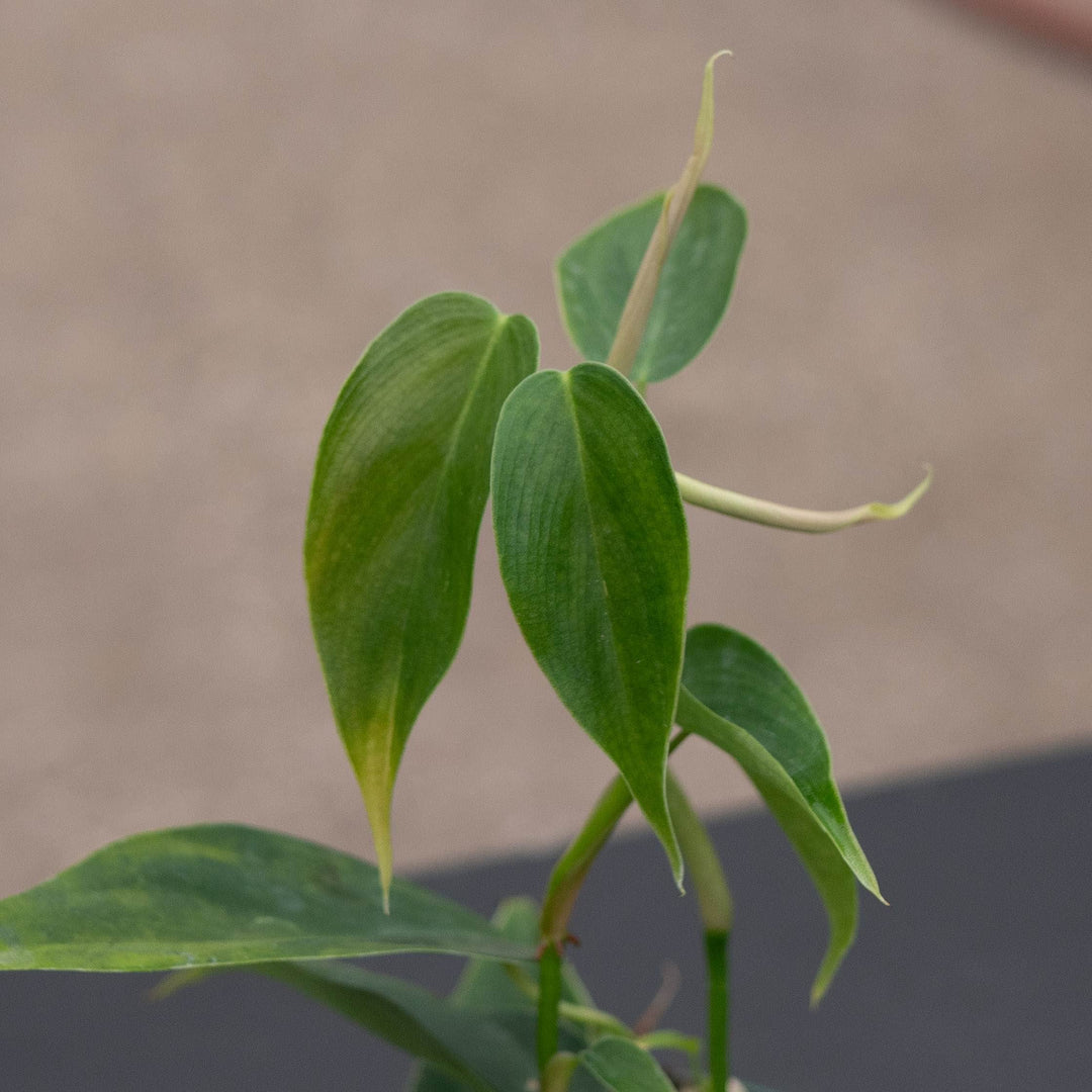 Gabriella Plants Philodendron 3" Philodendron sp. &
