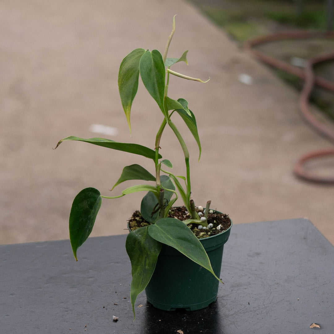 Gabriella Plants Philodendron 3" Philodendron sp. &