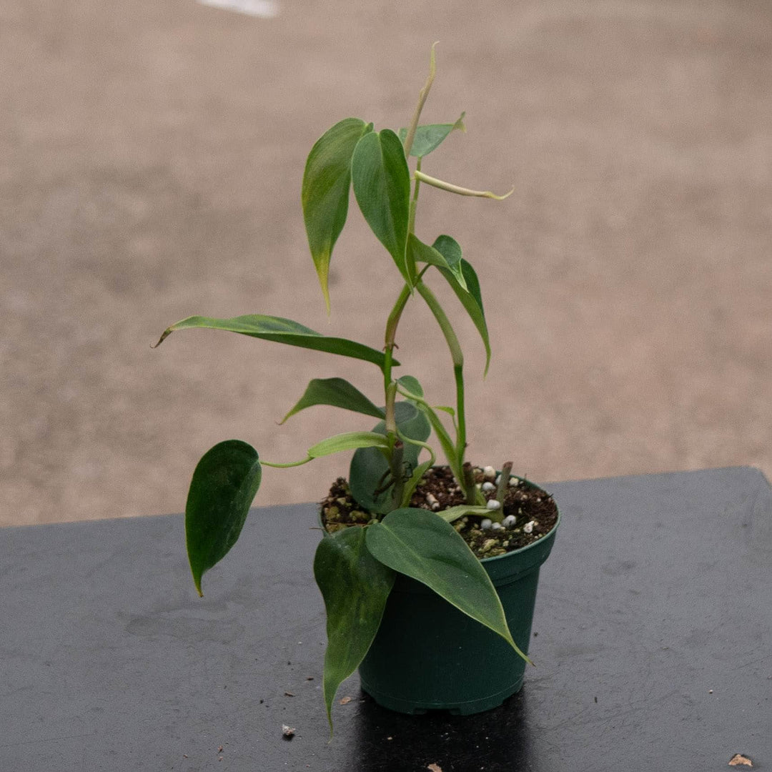 Gabriella Plants Philodendron 3" Philodendron sp. 'Condor'