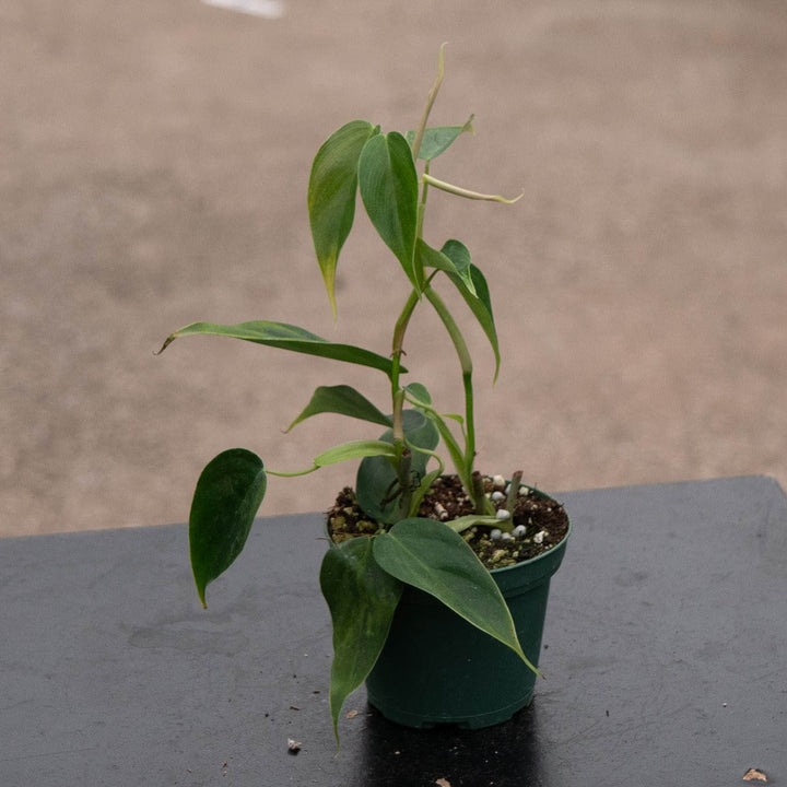Gabriella Plants Philodendron 3" Philodendron sp. &