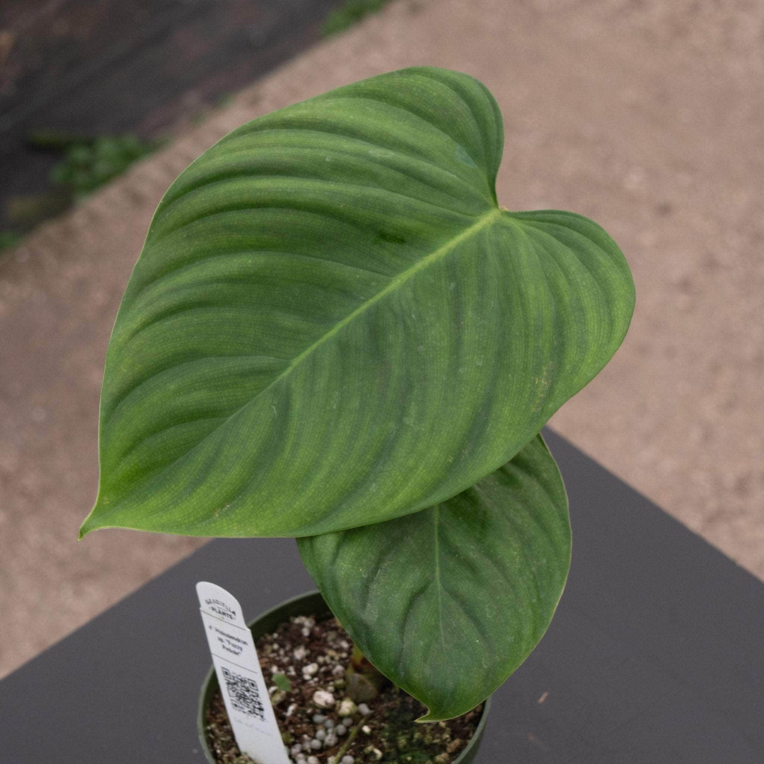fuzzy petiole philodendron soil Philodendron sp. "Fuzzy Petiole"