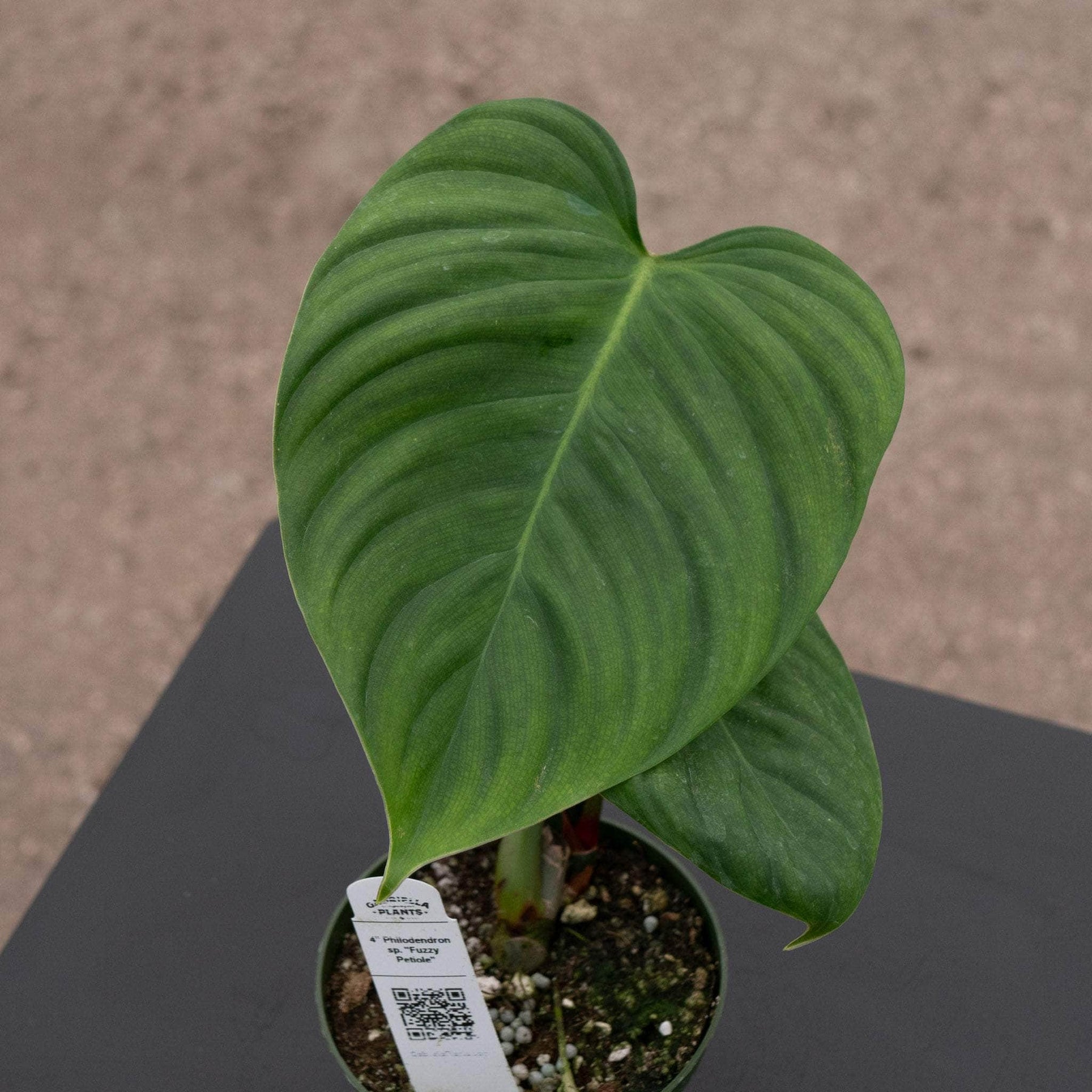 philodendron fuzzy petiole climber or crawler Philodendron sp. "Fuzzy Petiole"