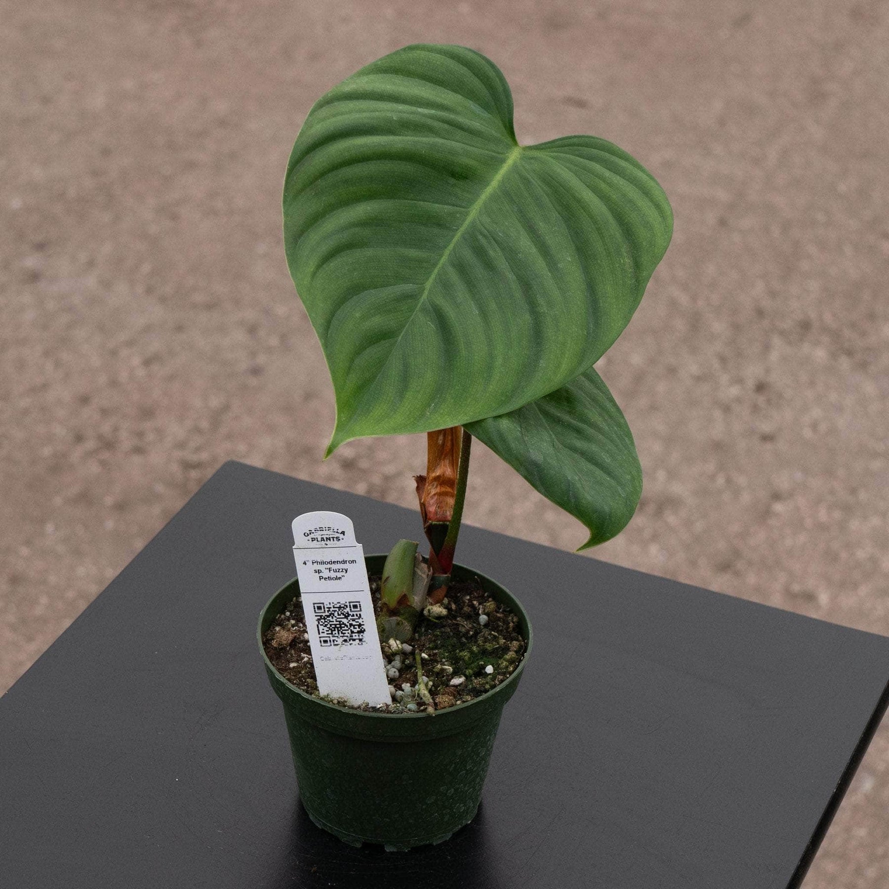 philodendron magnum dark petiole Philodendron sp. "Fuzzy Petiole"