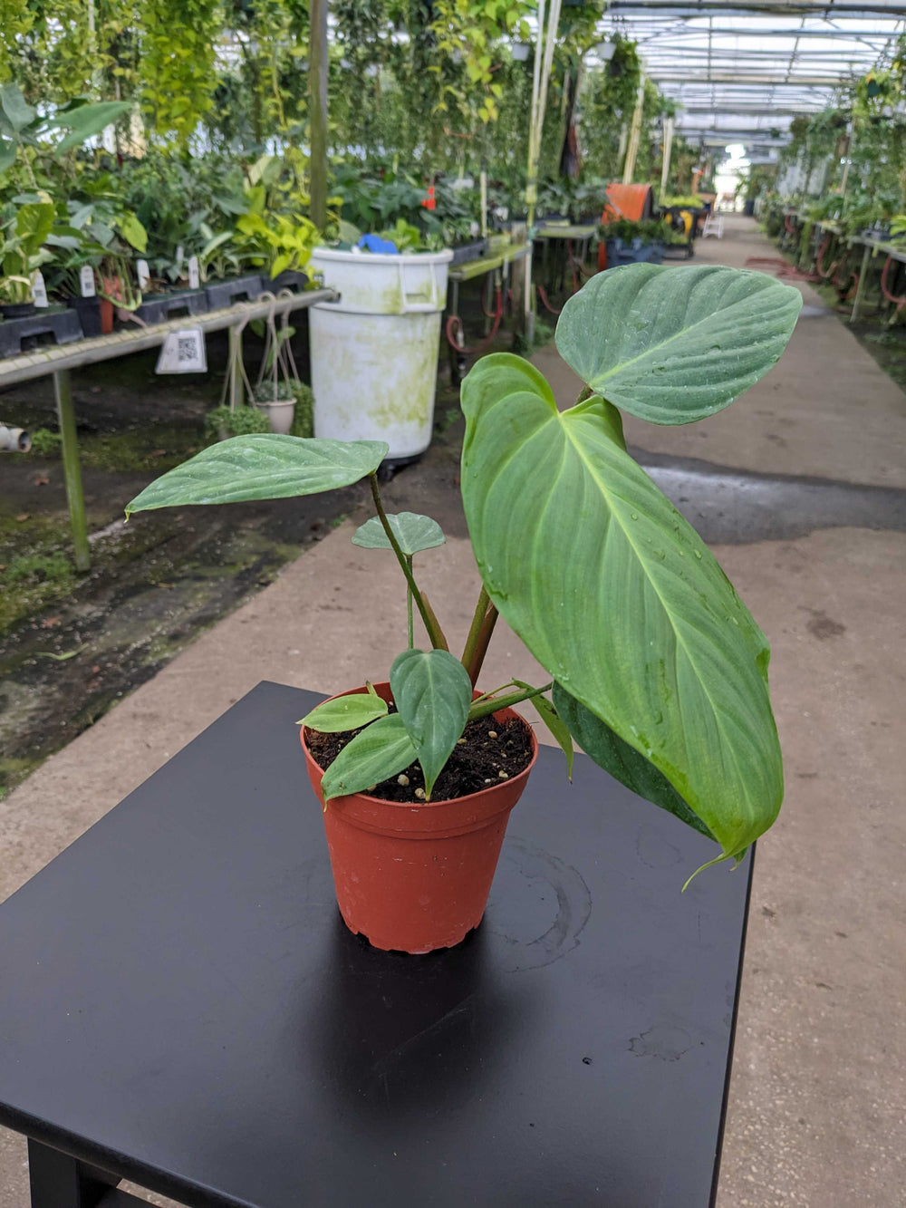 Gabriella Plants Philodendron Philodendron sp. "Fuzzy Petiole"