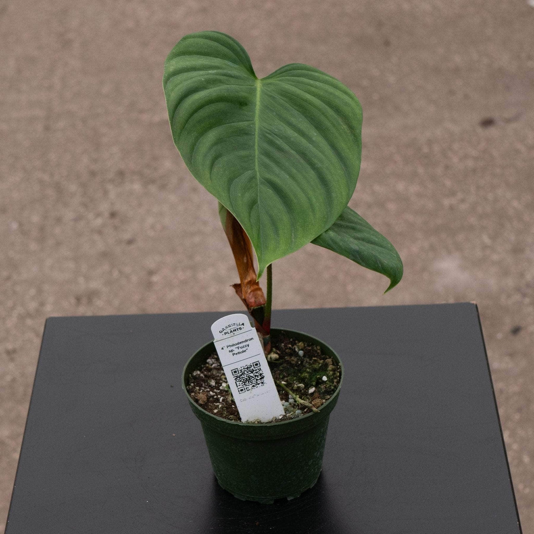 philodendron fuzzy petiole moss pole Philodendron sp. "Fuzzy Petiole"