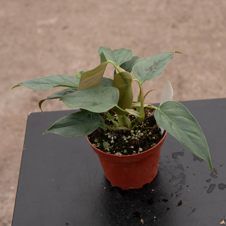 Gabriella Plants Philodendron Philodendron sp. 'Red Mini Machinatza'